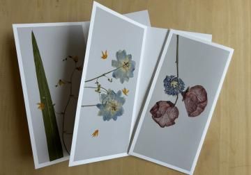 postal flower / sweet pea