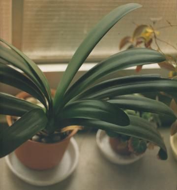 佐内正史 / 生きている