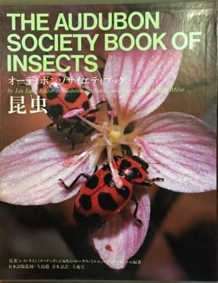 ¥ª¡¼¥Ç¥å¥Ü¥ó¥½¥µ¥¨¥Æ¥£¥Ö¥Ã¥¯¡¡º«Ãî