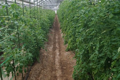 徳谷トマト土壌