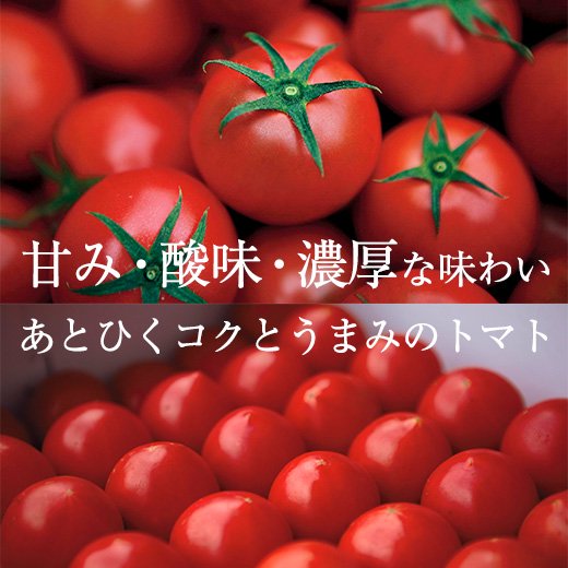 リサ・フルーツトマト約1kg(14-21玉）【誰もが驚く高糖度フルーツトマト】 - 高知お取り寄せ・贈り物グルメカタログ（旧まるごと高知 Online  Shop）