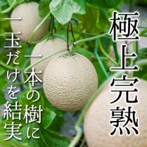 アールスメロン仁淀ブルー 2玉箱 | 清流の伏流水で育てました - 高知お取り寄せ・贈り物グルメカタログ（旧まるごと高知 Online Shop）