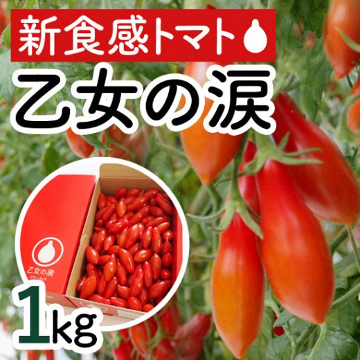 乙女の涙 約1kg(100-120粒)【おやつにぴったりの新食感トマト】 | 世界