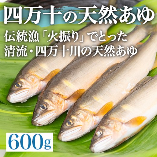 四万十の天然あゆ 600g | 伝統漁でとれた清流四万十川の美味しい天然