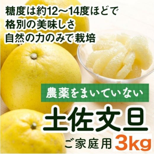 予約受付開始 農薬をまいていない土佐文旦約3kg 農薬不使用