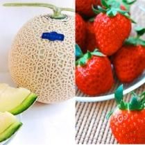 高知のメロン大特集 - 高知お取り寄せ・贈り物グルメカタログ