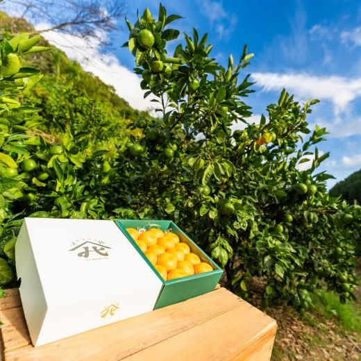 山北みらいのプレミアムみかん | 高知産 - 高知お取り寄せ・贈り物