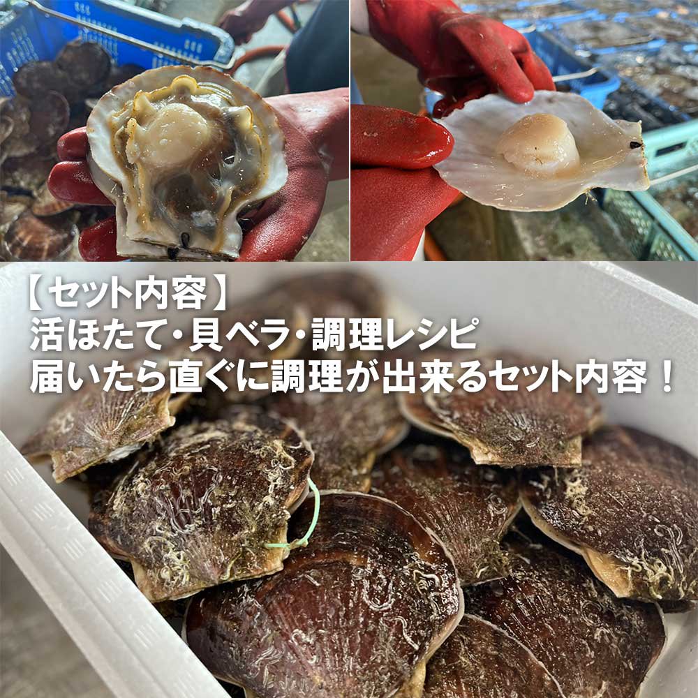 殻付き 活ホタテ 青森陸奥湾産 10キロ 《お届け日指定不可》 - 【公式】青森グルメをお取り寄せ！「ためのぶストア」 tamenobu store