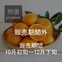 【特選】木成り 完熟温州みかん 10kg （L・2Lサイズ) 和歌山県産