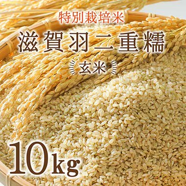 【特別栽培米】滋賀羽二重糯（もち米）玄米　10Kg - 百匠屋