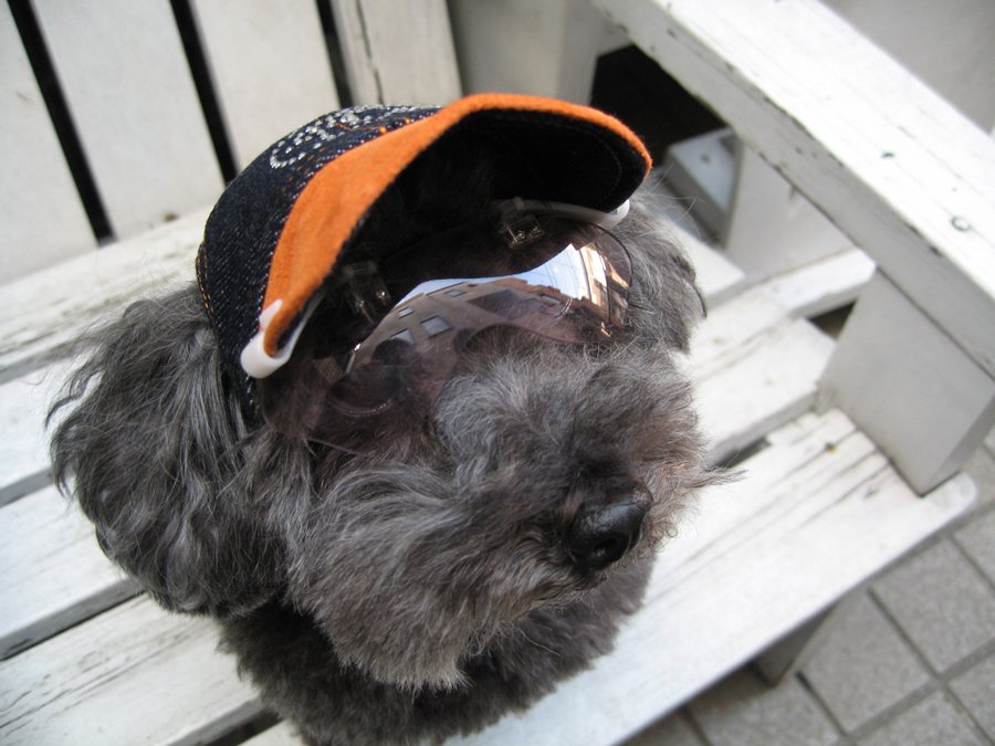 旧型ワングラス - 犬の帽子のお店 I.M.GALLERY ONLINE SHOP