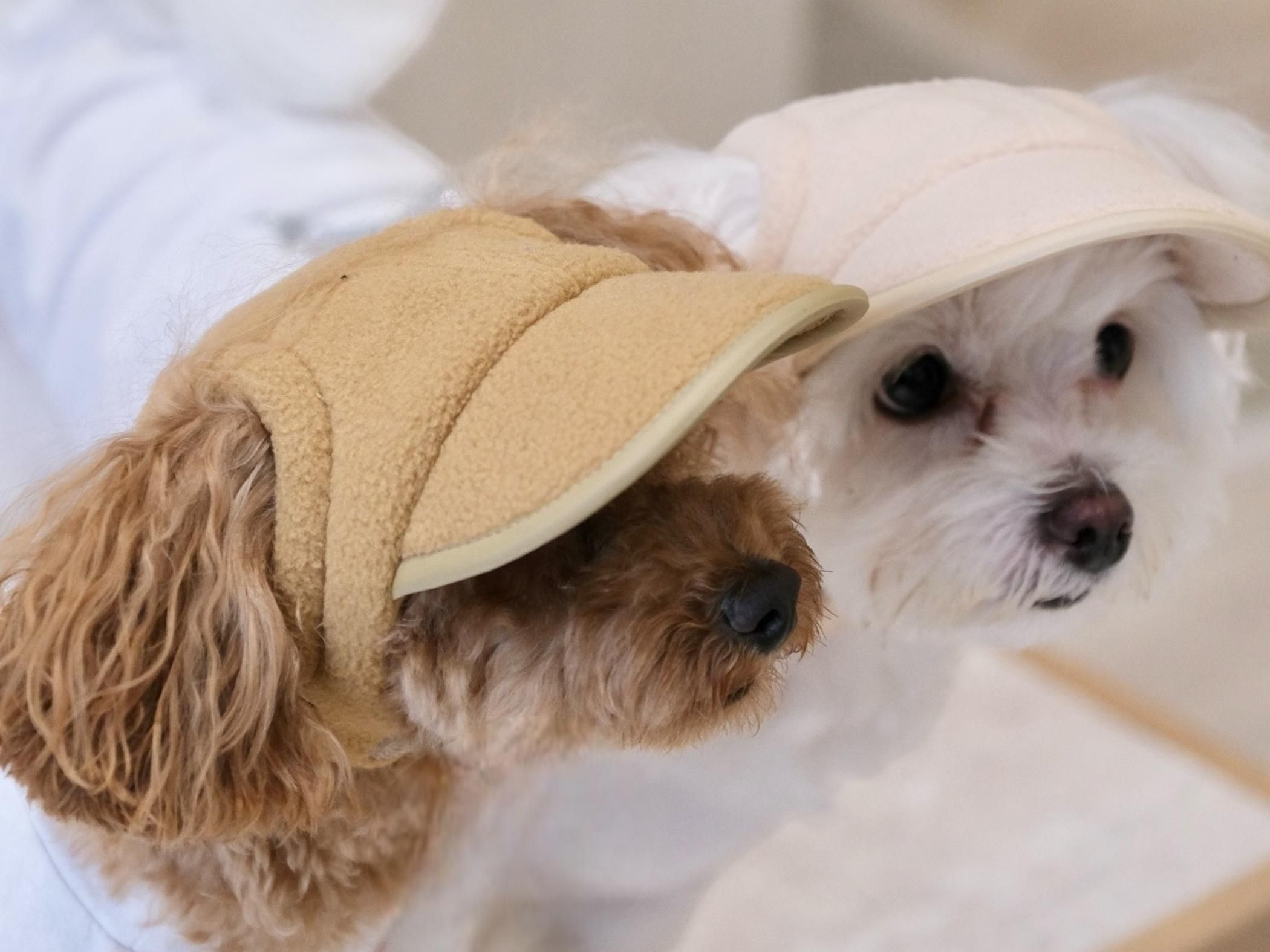 DAILY FLEECE CAP