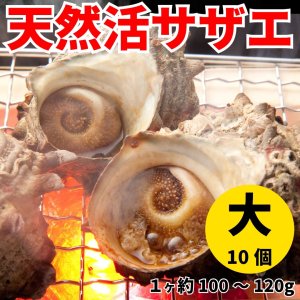 【業務用】＜活サザエ（さざえ）100g～120g×10ヶ＞お刺身、つぼ焼きに！【冷蔵便同梱可】