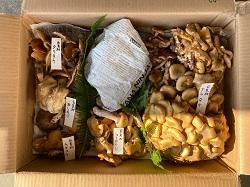 天然きのこセット 採れたて！ 天然 きのこ セット 【 天然きのこ山菜.com 】