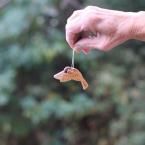 �׺ٹ��ޤĤ�����������/�����ʥ���