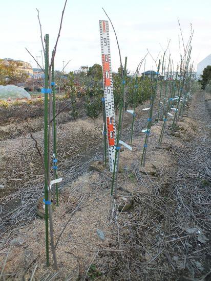 ポポー実生苗６号地中栽培容器 - ブルーベリーの接木苗・各種植木の