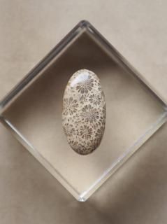 եå륳ʥɥͥˡ롼06