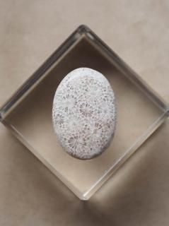 եå륳ʥɥͥˡ롼12