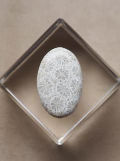 եå륳ʥɥͥˡ롼14