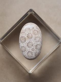 եå륳ʥɥͥˡ롼15