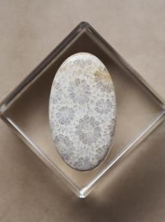 եå륳ʥɥͥˡ롼16