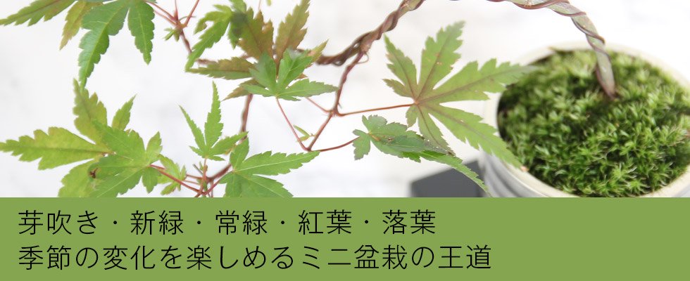芽吹き・新緑・常緑・紅葉・落葉,季節の変化を楽しめるミニ盆栽の王道