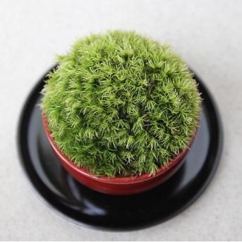 インテリア・ミニ盆栽「ちょこぼん」いっぷくメッセージ／朱塗