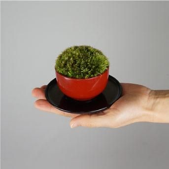 インテリア・ミニ盆栽「ちょこぼん」いっぷく／朱塗
