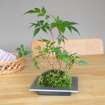 5,001~9,000円 - おしゃれなミニ盆栽「ちょこぼん」通販サイト 5,001~9,000円 - おしゃれなミニ盆栽「ちょこぼん」通販サイト