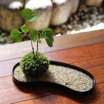 インテリア・ミニ盆栽「ちょこぼん」あいらんど【大】・ハマボウ