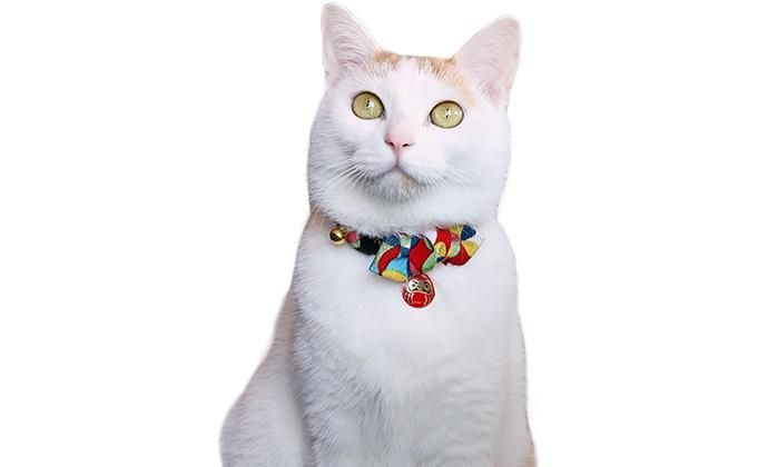CAT Amo.k】千客万来だるま カラー -首輪通販サイト【Amo.k shop