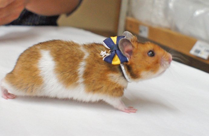 【Hamster Amo.k】キラ星 アクセサリー -首輪通販サイト【Amo.k shop】犬や猫・ウサギ・フェレット・ハムスター用