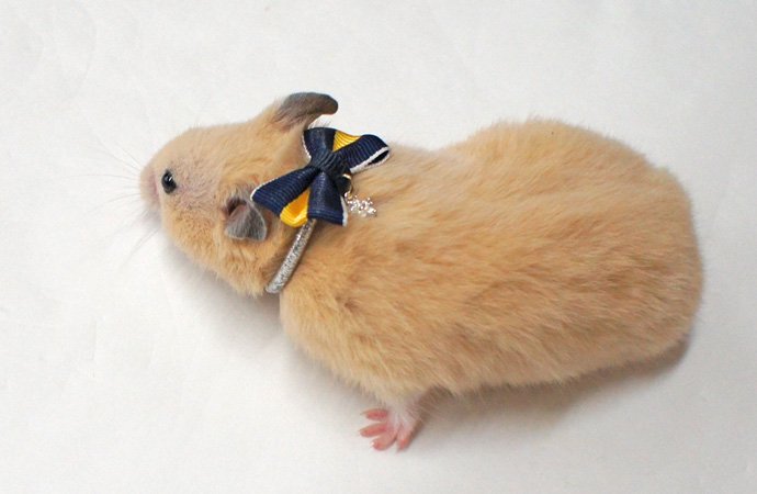 【Hamster Amo.k】キラ星 アクセサリー -首輪通販サイト【Amo.k shop】犬や猫・ウサギ・フェレット・ハムスター用