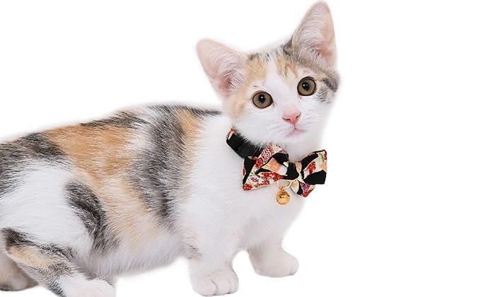 CAT Amo.k】しおり カラー -首輪通販サイト【Amo.k shop】犬や猫