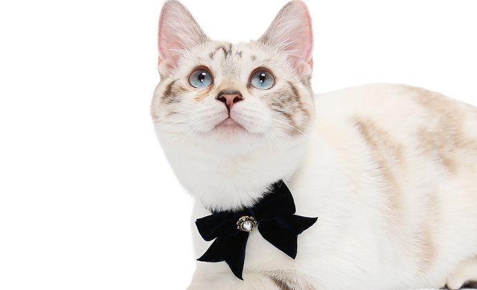 【CAT Amo.k】ベルベット カラー -首輪通販サイト【Amo.k shop】犬や猫・ウサギ・フェレット・ハムスター用