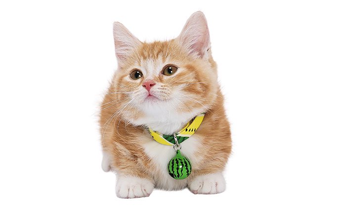 【CAT Amo.k】スイカ カラー -首輪通販サイト【Amo.k shop】犬や猫・ウサギ・フェレット・ハムスター用