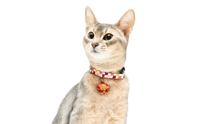 【CAT Amo.k】J-小春　 カラー -首輪通販サイト【Amo.k shop】犬や猫・ウサギ・フェレット・ハムスター用