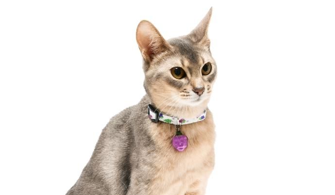 CAT Amo.k】ぶどう カラー -首輪通販サイト【Amo.k shop】犬や猫