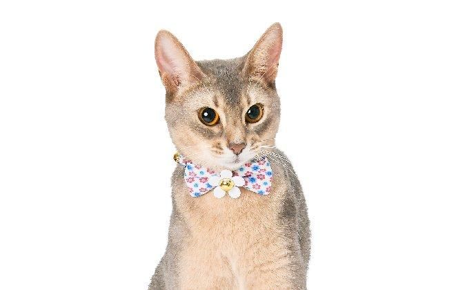 【アウトレット】シュシュ首輪(レトロ花柄) レトロ❁ガーデンフラワー猫シュシュ首輪 - mog | minne byGMO