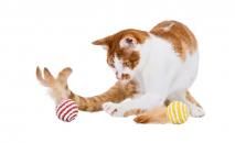 ☘️Cat Amo.k☘️おこまさん 　　　☘️ キャットカラー☘️【レッド】 ☘️Cat Amo.k☘️おこまさん ☘️ キャットカラー☘️【レッド