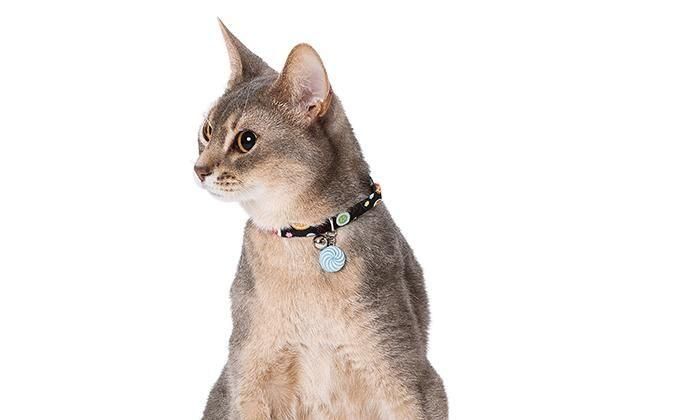 ねこ 2f38cc9bf8b61ec86c4629f7e15b79