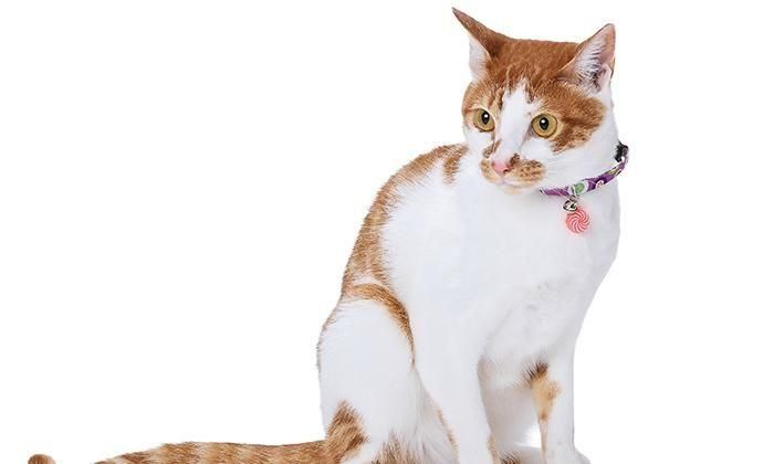 CAT Amo.k | 飴あられ 猫用首輪 - 犬や猫・ウサギ・フェレット