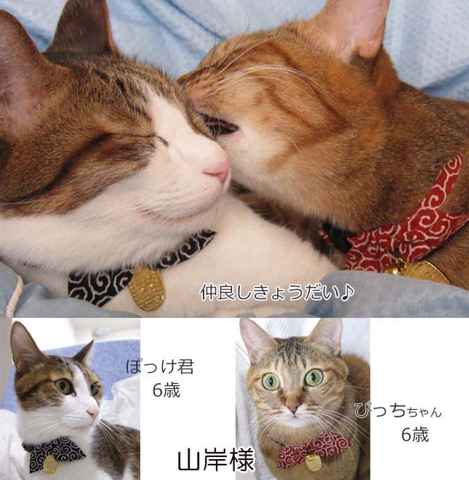 CAT Amo.k】猫に小判 カラー -首輪通販サイト【Amo.k shop】犬や