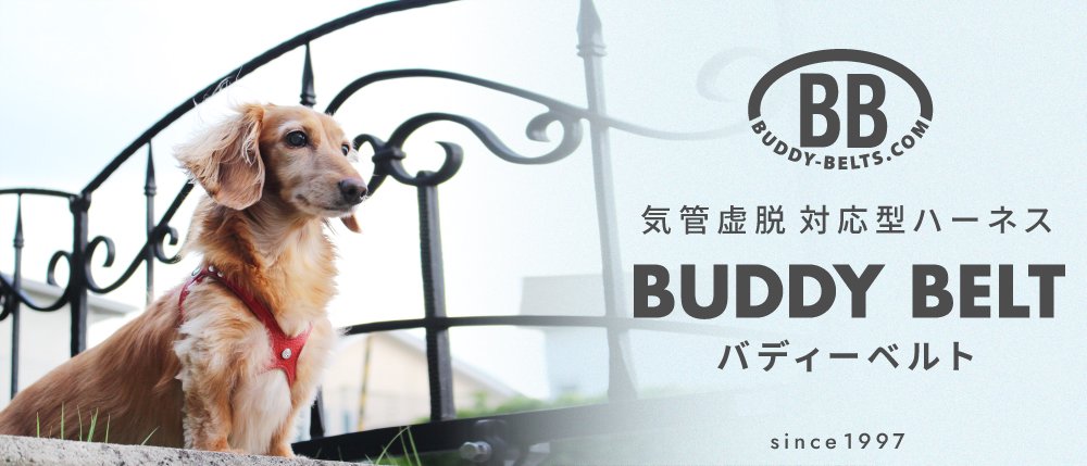 バディベルト ホワイト 2.5号 BB BUDDY-BELTS - 犬用品