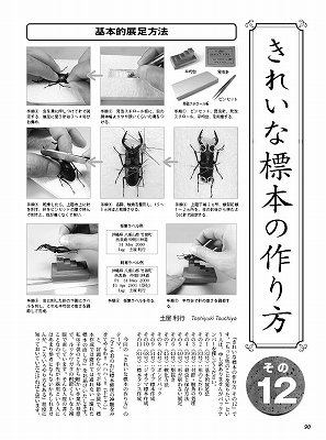 ビークワ82号 タテヅノカブト