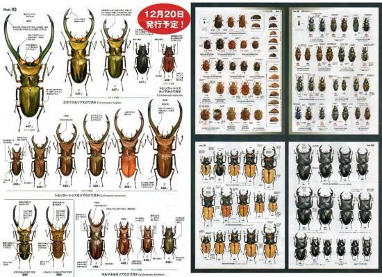 送料無料！　むし社発行　世界のクワガタムシ大図鑑　在庫あり - ドルビーインセクト