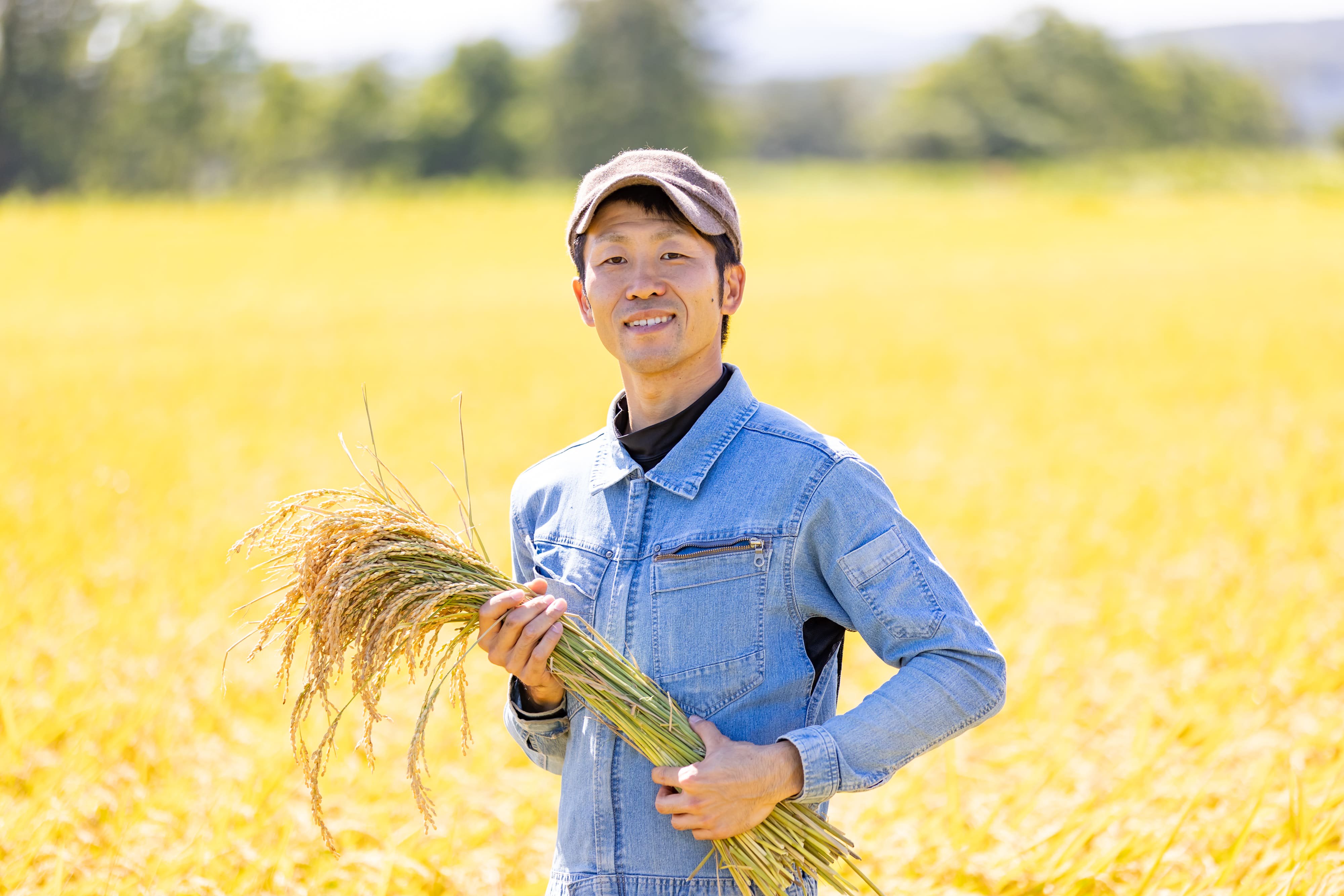 新米 農薬節減米 ゆきひかり（3kg）令和5年産 | お米アレルギー対応の希少品種 - 農家直送！農薬節減米のタカシマファーム オンラインショップ♪