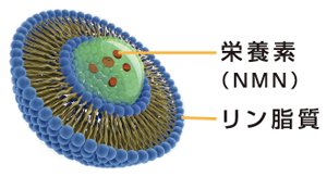 the Liposomal NMN 12000（60包入り） | 高品質・高吸収率のニコチン 