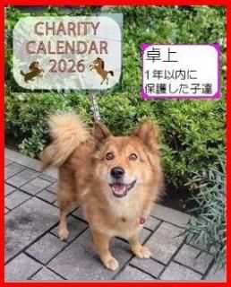 <img class='new_mark_img1' src='https://img.shop-pro.jp/img/new/icons1.gif' style='border:none;display:inline;margin:0px;padding:0px;width:auto;' />2026ƥ