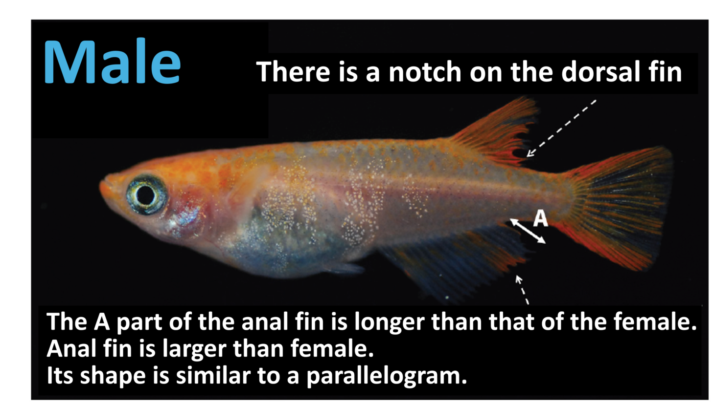 オスのメダカの見分け方
